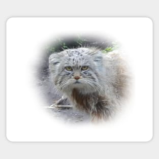 Manul-pallas's cat Sticker